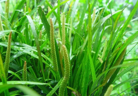 Perfume River- Culture Pham Travel