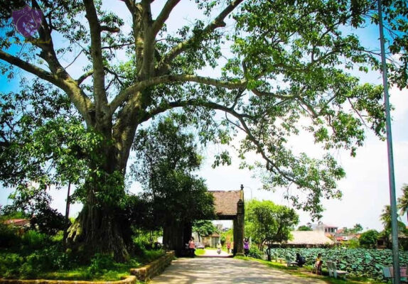 Thuy Bieu Eco Village- Culture Pham Travel