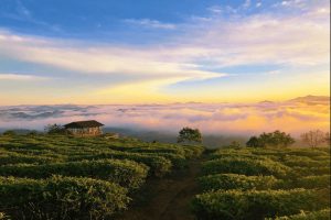 Cau Dat Tea Hill - Culture Pham Travel