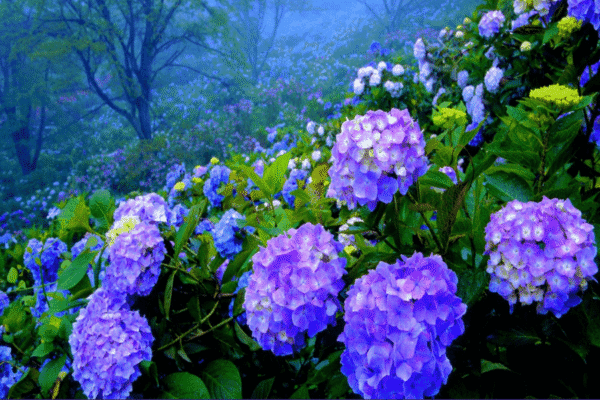 Hydrangea Flower Garden Dalat - Culture Pham Travel