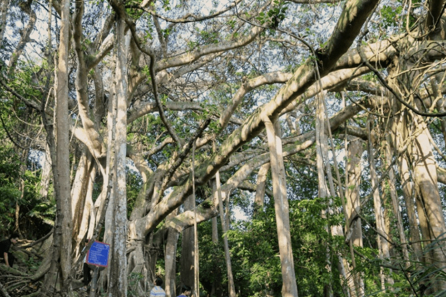Thousands Year Banyan Tree - Culture Pham Travel
