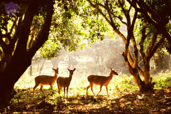 Cuc Phuong National Park - Culture Pham Travel