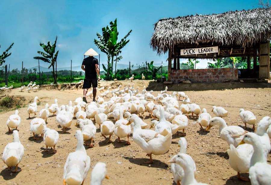 The Duck Stop Phong Nha-Culture Pham Travel