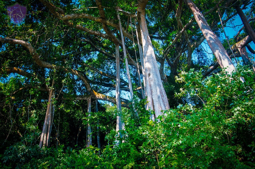 Hoi An To Monkey Mountain By Private Car - Image 7