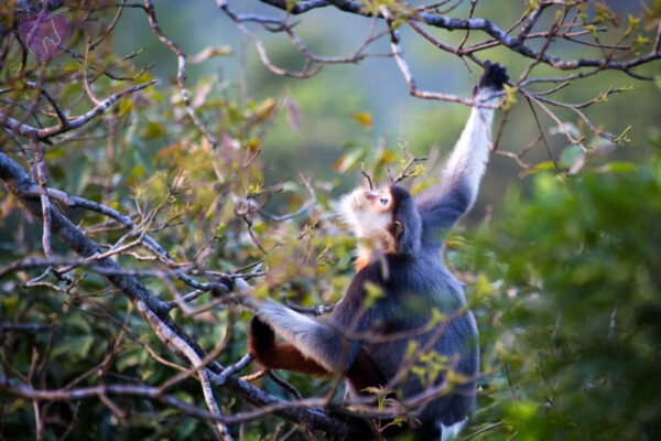 Sunrise On Monkey Mountain Tour - Image 6