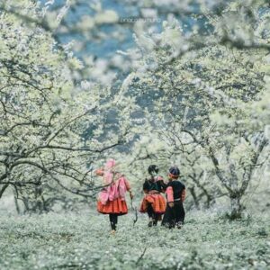 Sapa to Moc Chau by private car- Culture Pham Travel