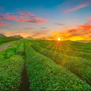 Sapa to Moc Chau by private car- Culture Pham Travel