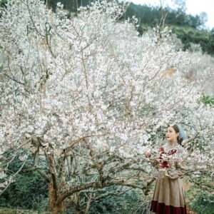 Sapa to Moc Chau by private car- Culture Pham Travel