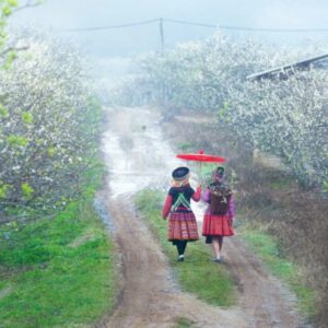 Hai Phong To Moc Chau by private car- Culture Pham Travel