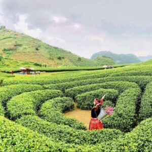 Hai Phong To Moc Chau by private car- Culture Pham Travel