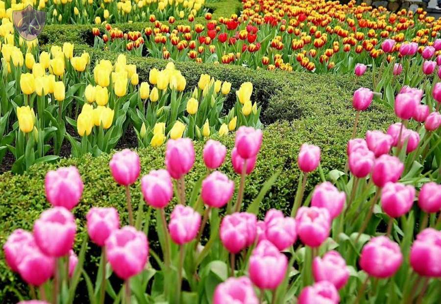 Ba Na Hills Flower Garden-Culture Pham Travel 