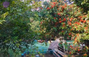 Mooc Spring Phong Nha Vietnam- Culture Pham Travel