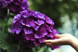 Hydrangea Flower Garden Dalat - Culture Pham Travel