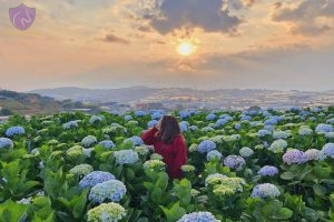 Hydrangea Flower Garden Dalat - Culture Pham Travel