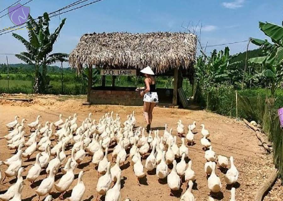 Phong Nha Duck Stop-Culture Pham Travel