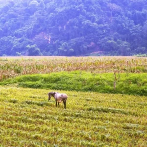 Private Car Ha Giang To Ba Be - Culture Pham Travel