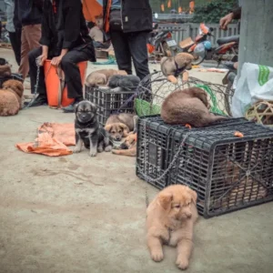 Ha Giang To Bac Ha Market By Private Car Transfer - Culture Pham Travel