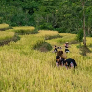 Pu Luong To Mai Chau By Private Car Rental - Culture Pham Travel