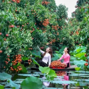 Ninh Binh To Hai Duong Private Car - Culture Pham Travel