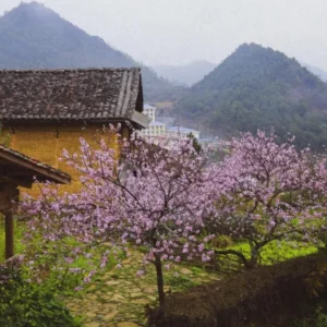 Sapa To Lo Lo Chai Village By Car Transfer - Culture Pham Travel