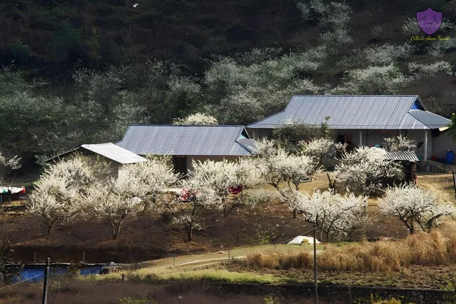 Winter In Mai Chau Valley - Culture Pham Travel