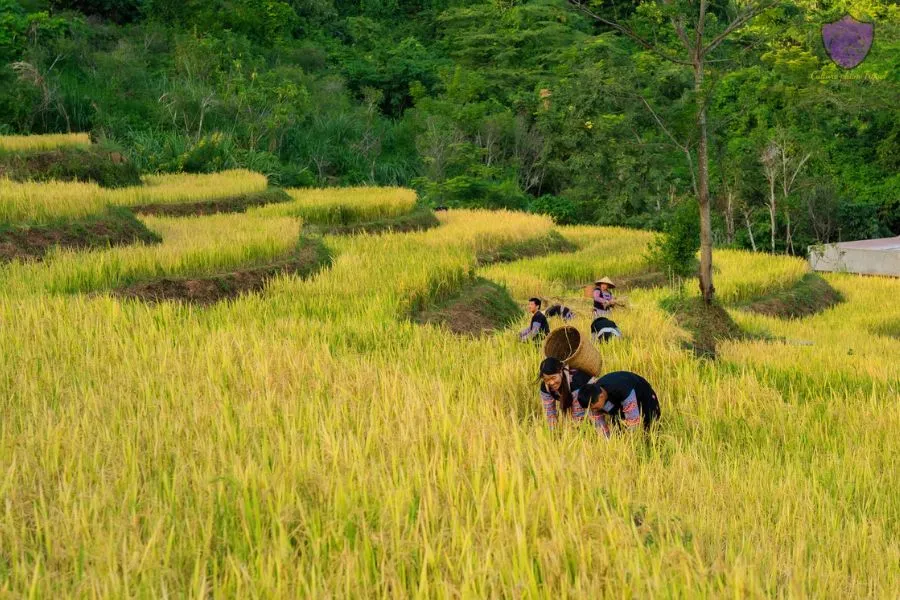 Autumn In Mai Chau Valley - Culture Pham Travel