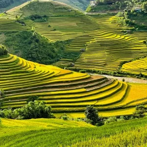 Cat Ba Island To Mu Cang Chai By Private Car Rental - Culture Pham Travel