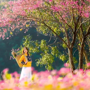 Cat Ba Island To Mu Cang Chai Private Car Rental - Culture Pham Travel